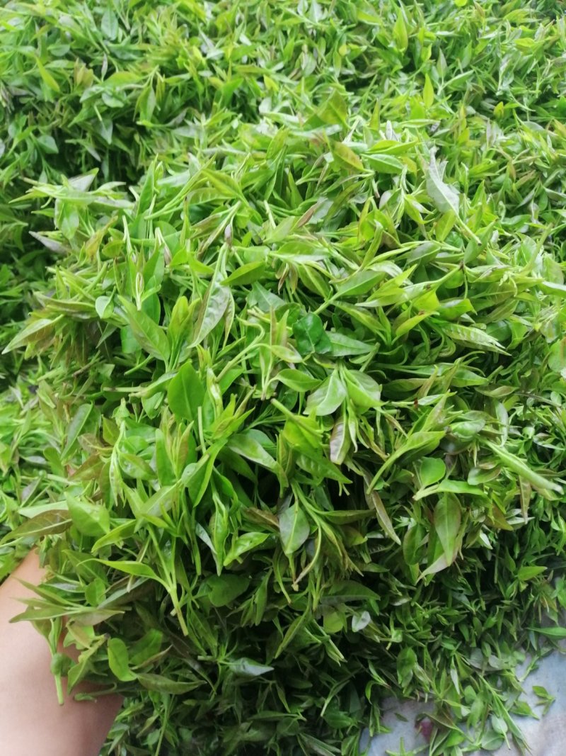 毛冬青嫩芽
