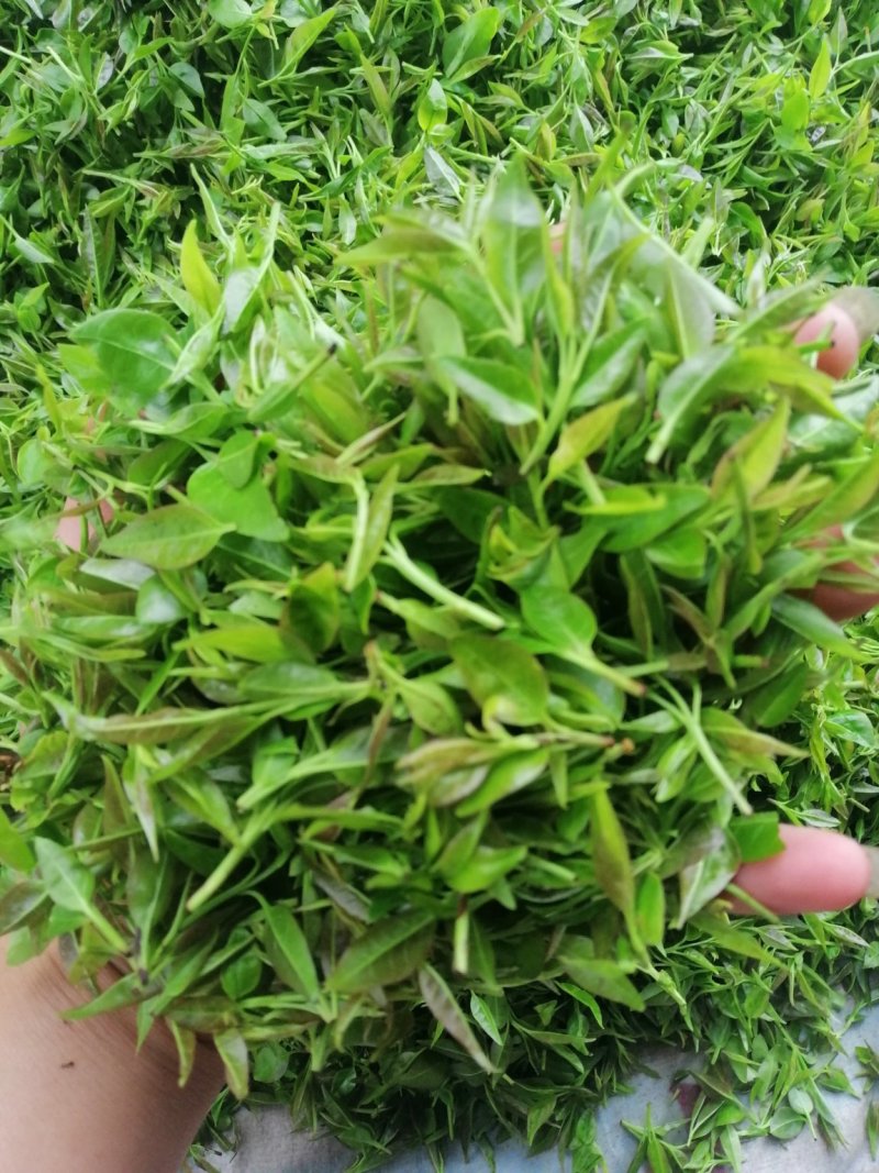 毛冬青嫩芽