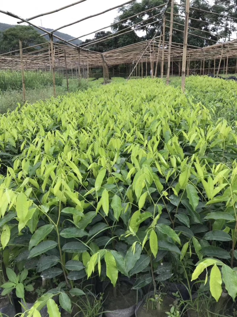 奇楠苗，基地直供，一手货源