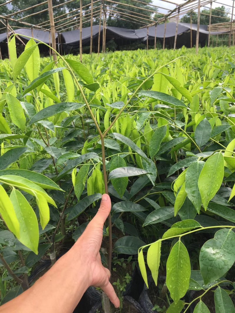 奇楠苗，基地直供，一手货源