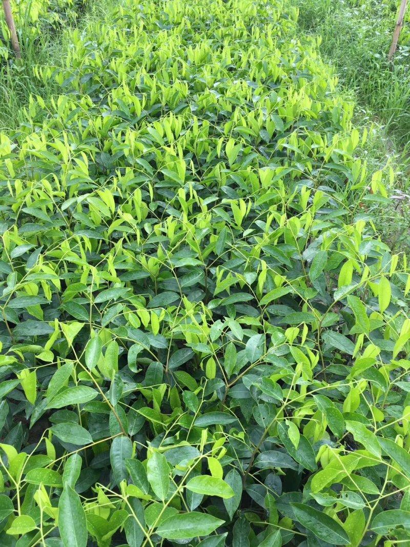 奇楠苗，基地直供，一手货源