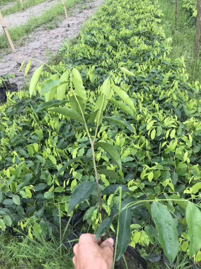 奇楠苗，基地直供，一手货源