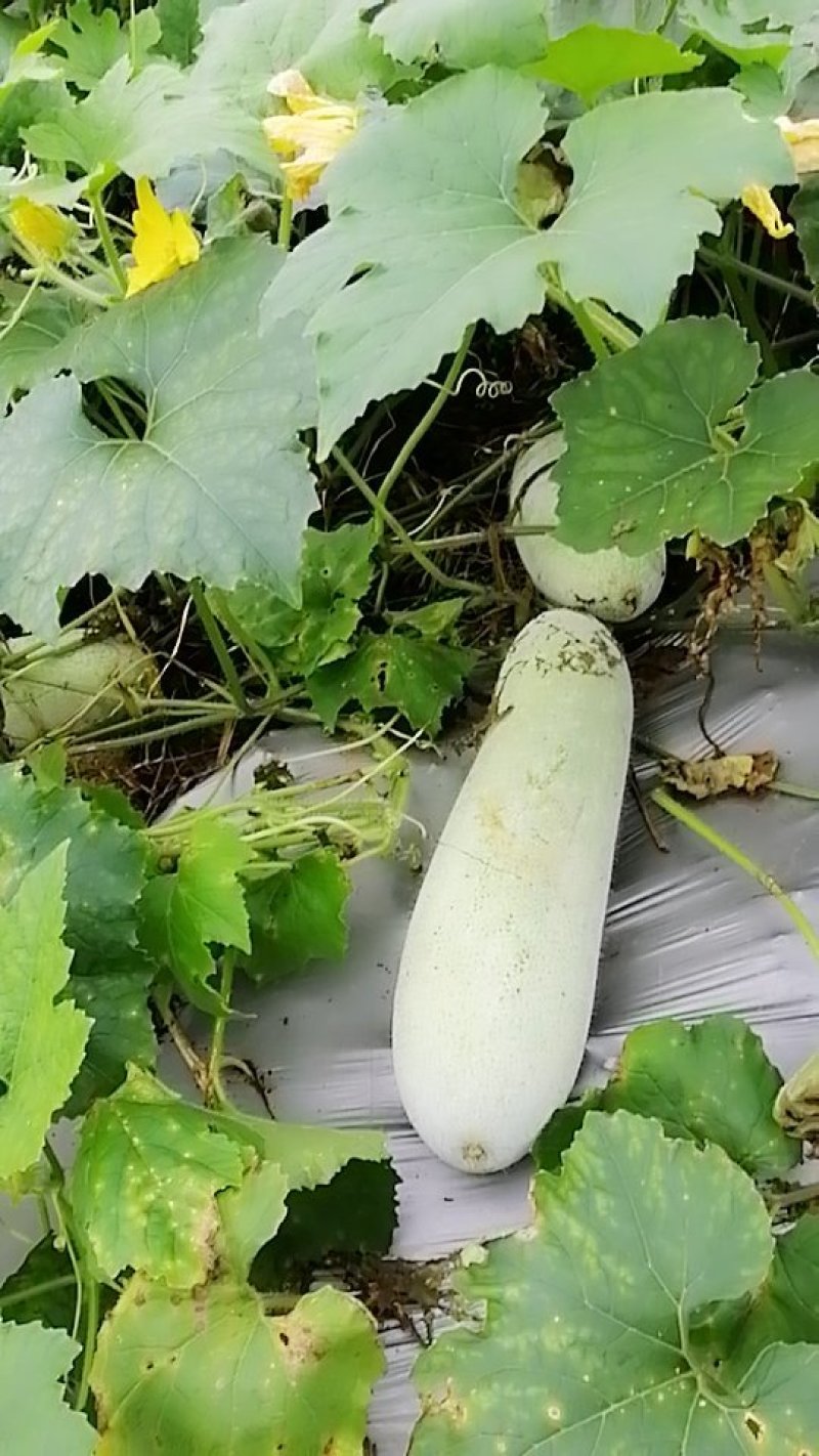 无芯白冬瓜