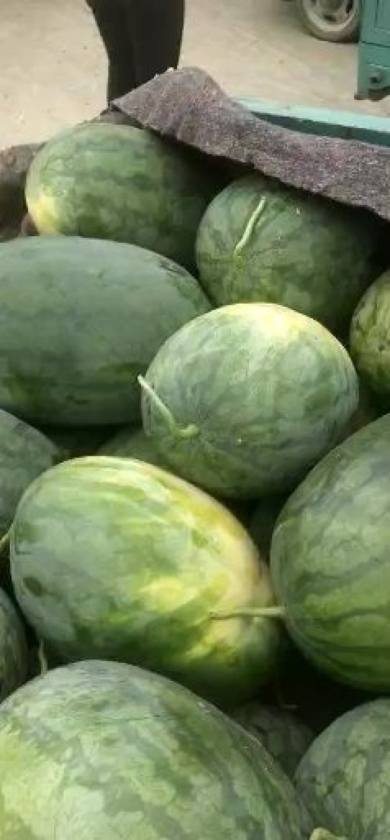 开封西瓜，龙卷风，美都，甜王，各个品种，全部都有，大量上