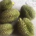 泰国金枕(榴师傅)