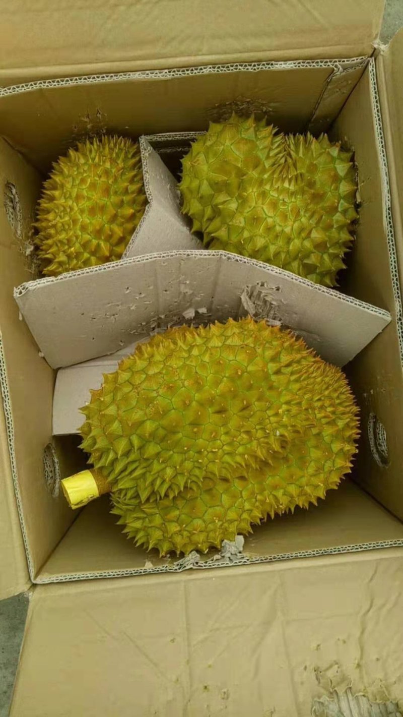 泰国金枕(榴师傅)