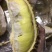 泰国金枕(榴师傅)