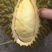 泰国金枕(榴师傅)