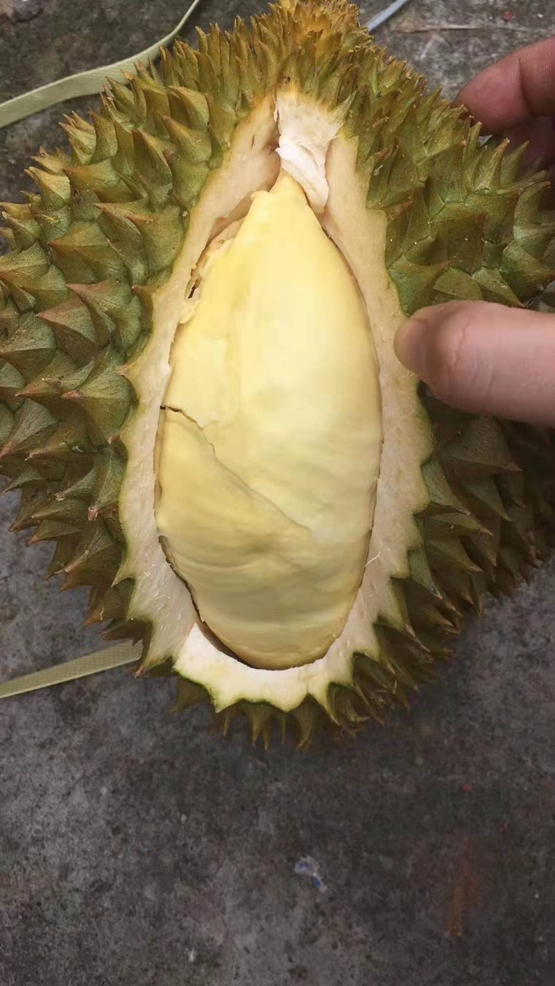 泰国金枕(榴师傅)