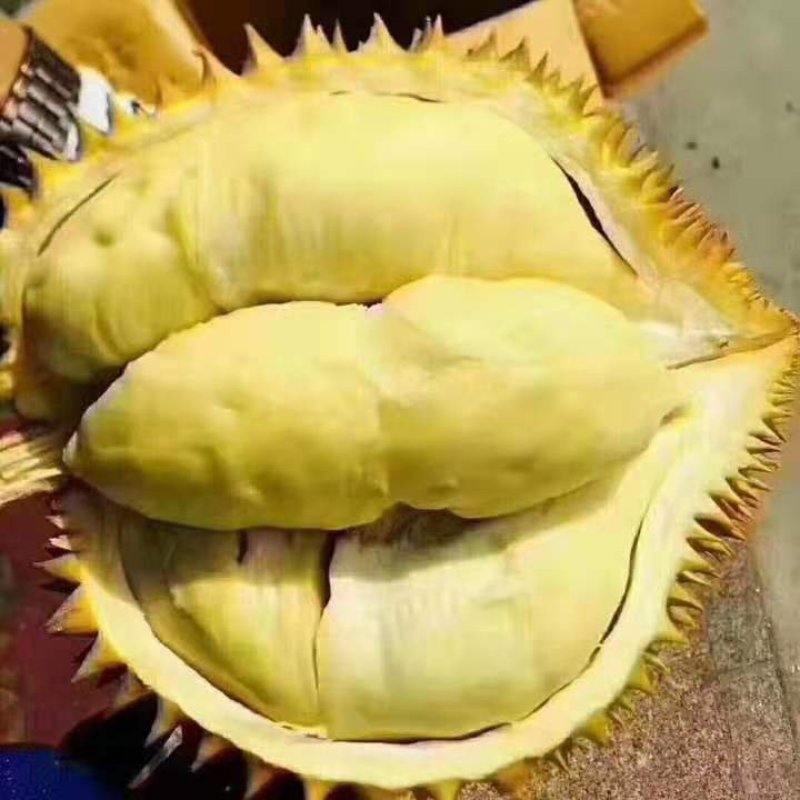 泰国金枕(榴师傅)