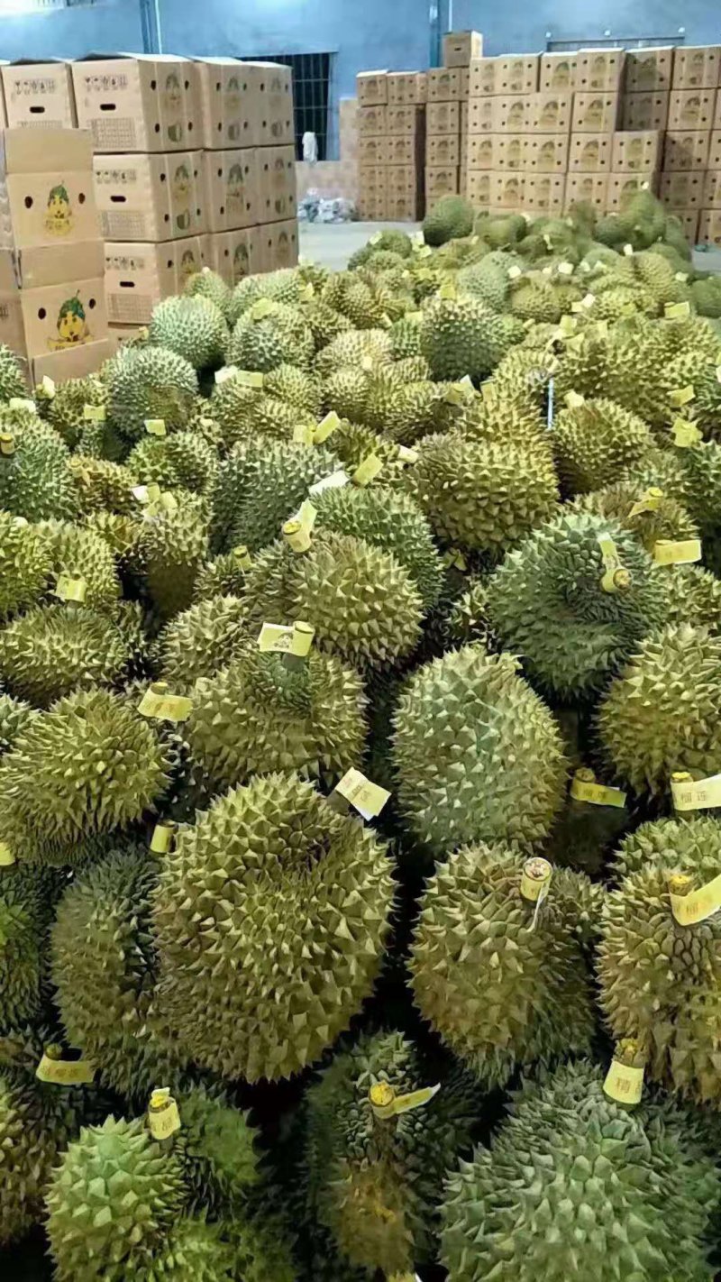 泰国金枕(榴师傅)