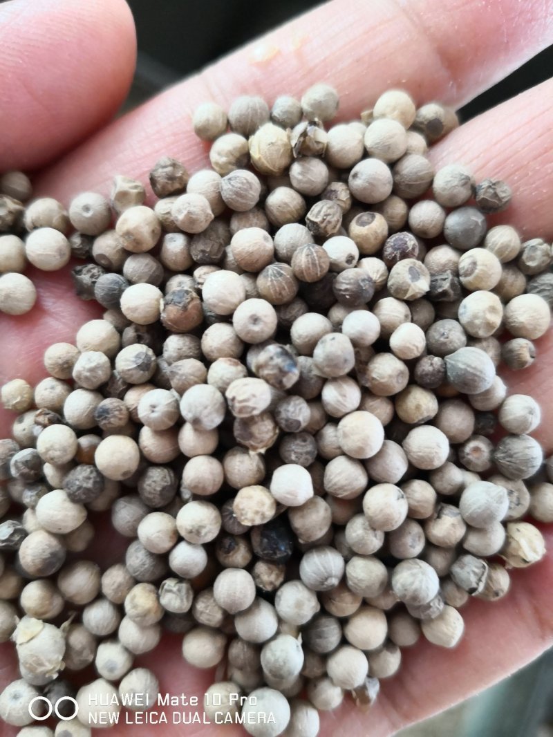 白胡椒国产各种规格干货2斤包邮量大从优
