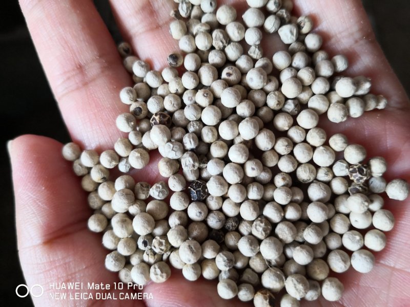 白胡椒国产各种规格干货2斤包邮量大从优