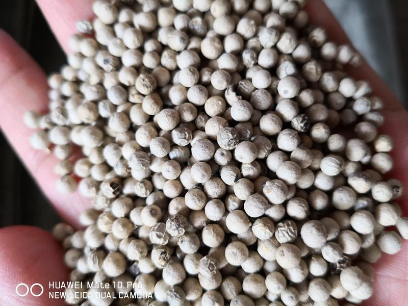 白胡椒国产各种规格干货量大从优欢迎选购