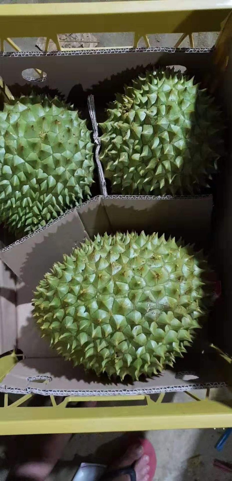 越南干尧榴莲