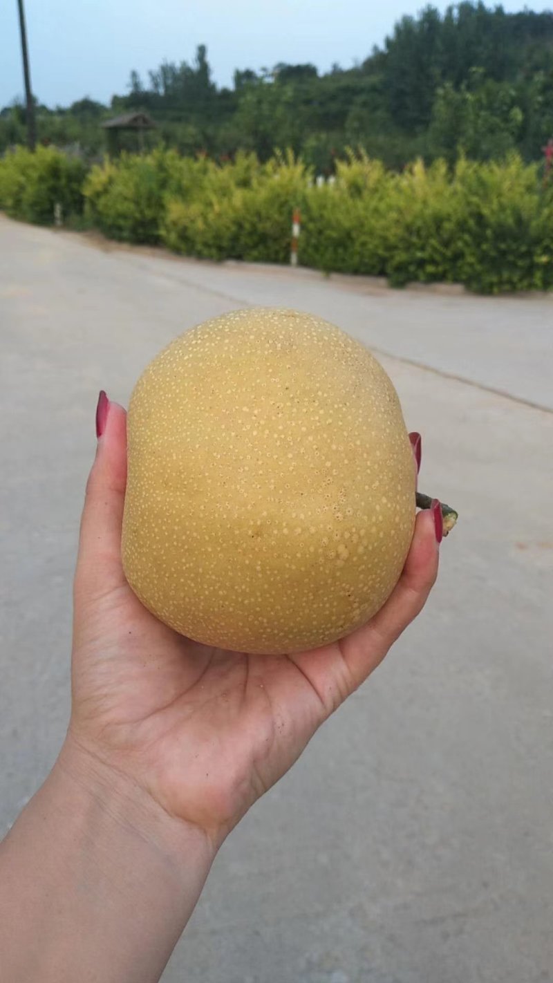 山东富硒金梨产地供应