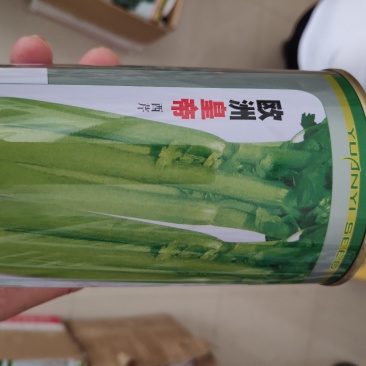 芹菜种子欧洲皇帝西芹芹菜种子