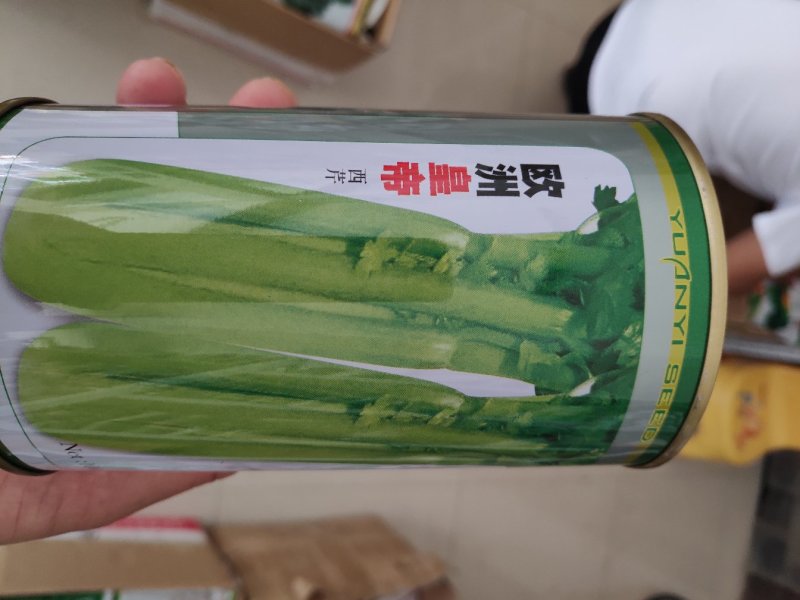 芹菜种子欧洲皇帝西芹芹菜种子