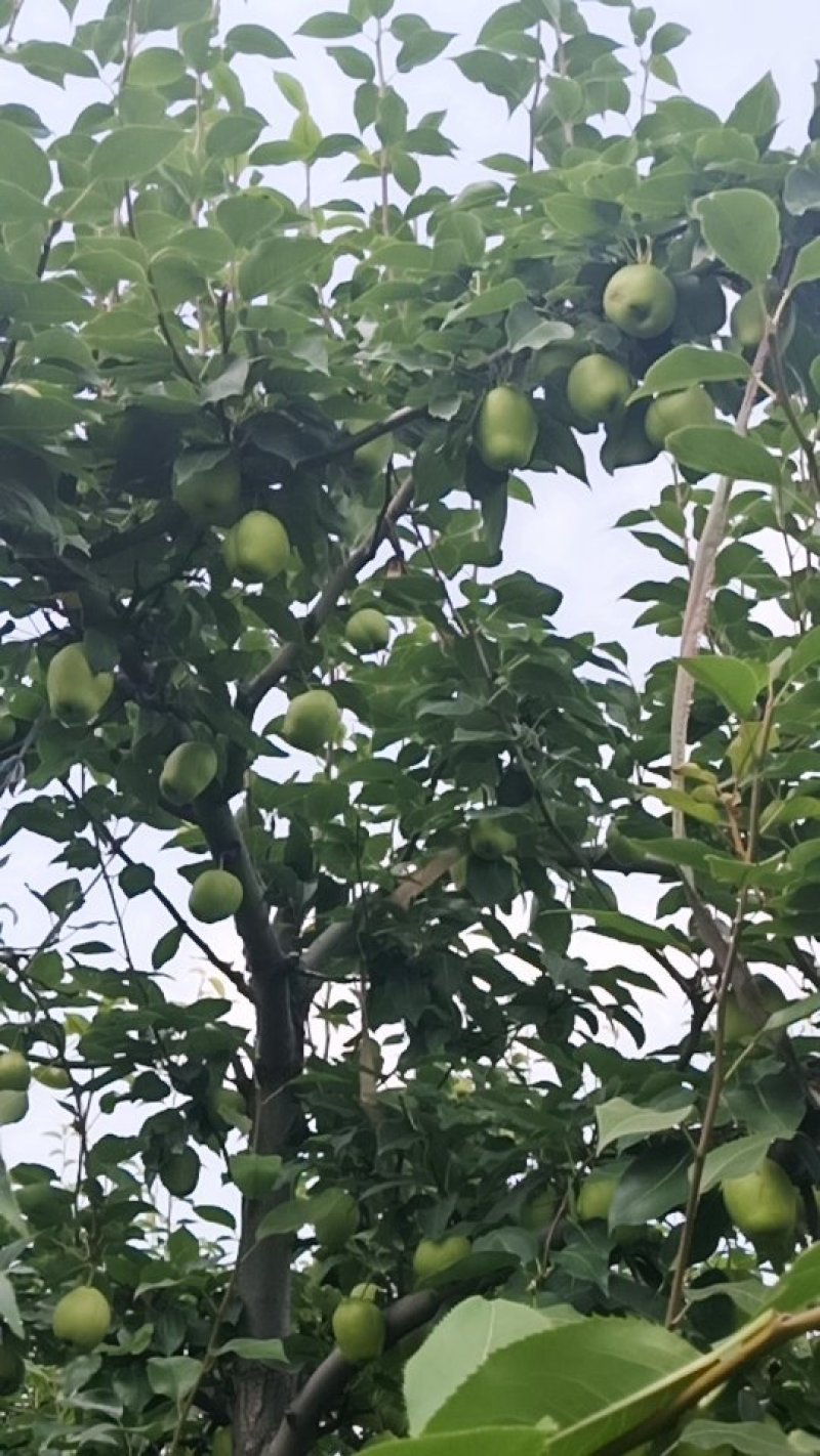 早酥梨