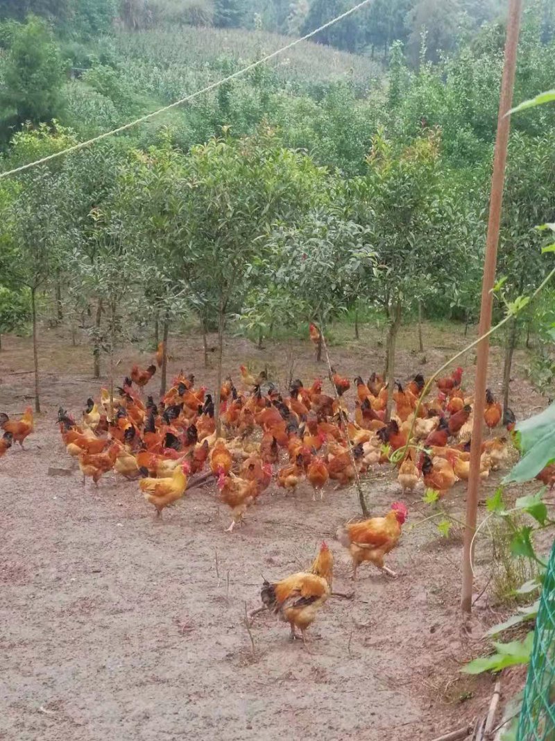 弟兄苗木合作社