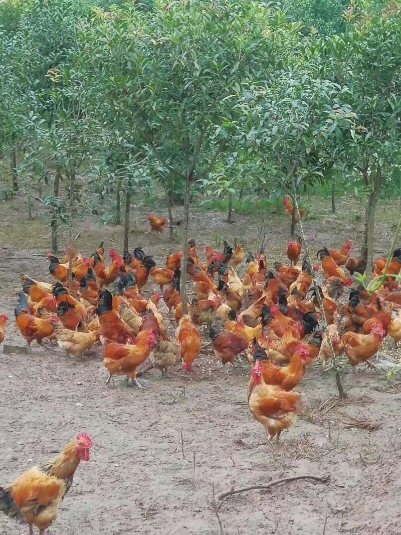 弟兄苗木合作社