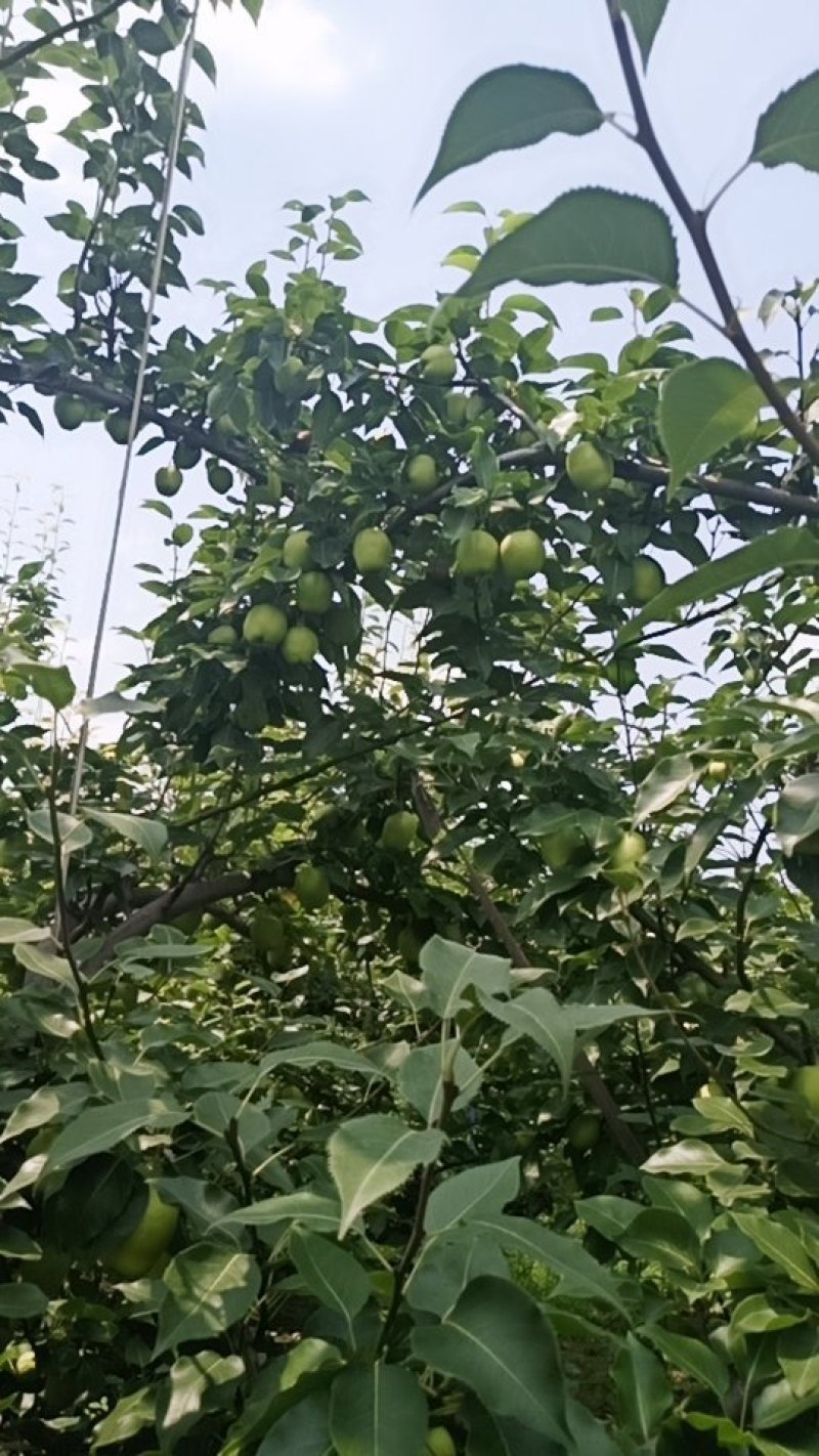 早酥梨