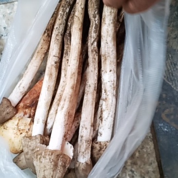 鸡枞菌