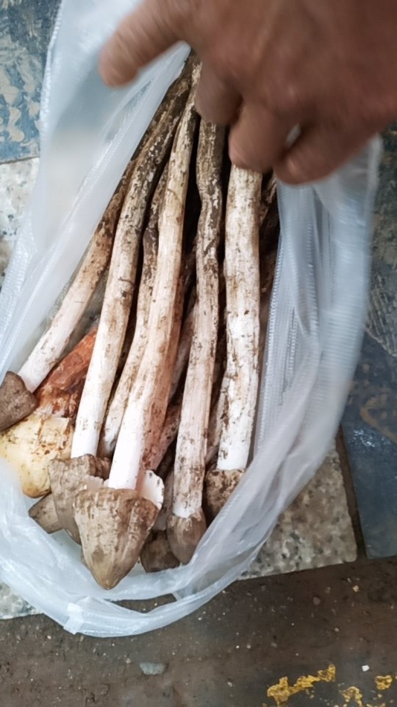 鸡枞菌