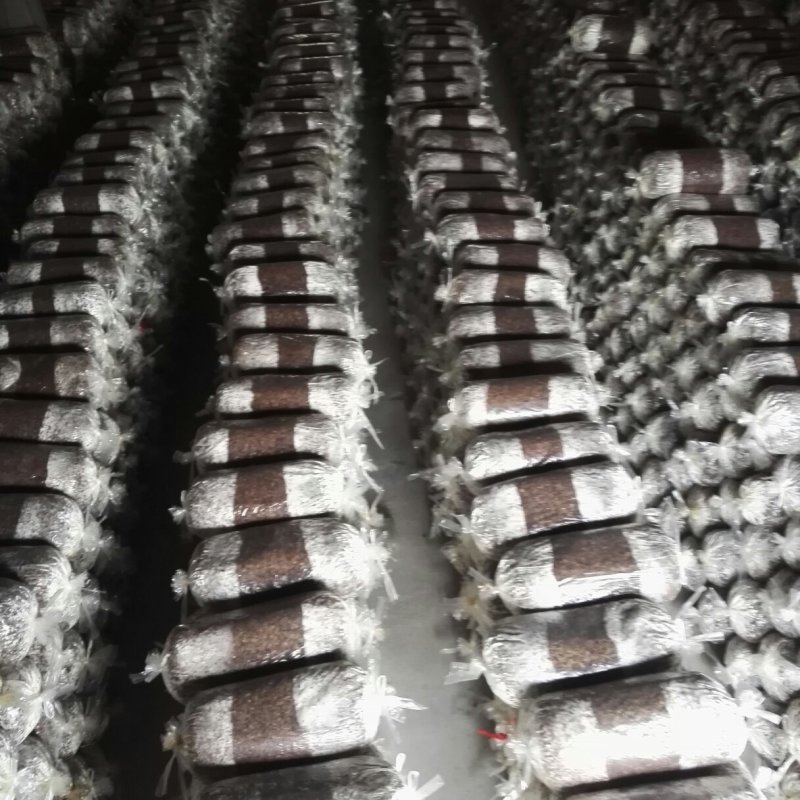 平菇栽培种