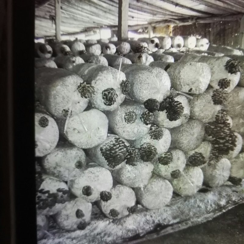 平菇栽培种