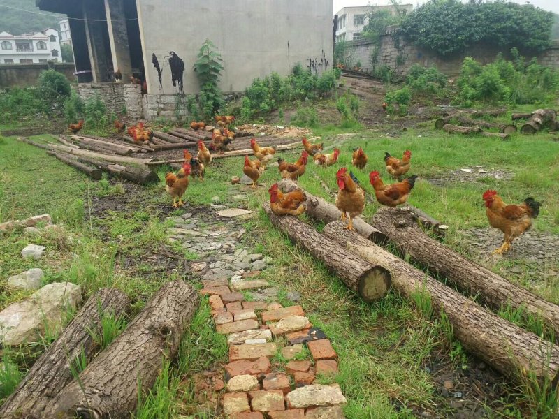 老拐鸡