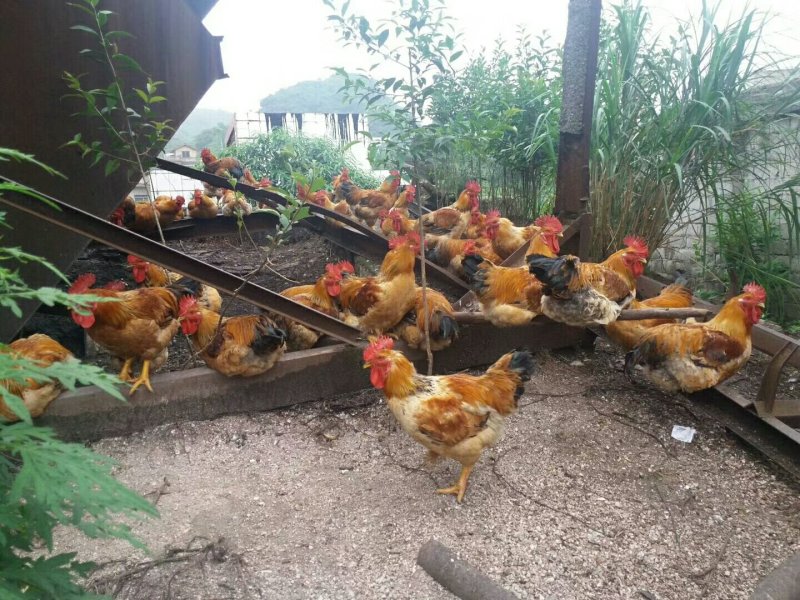 老拐鸡