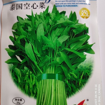 空心菜种子绿领泰国空心菜种子