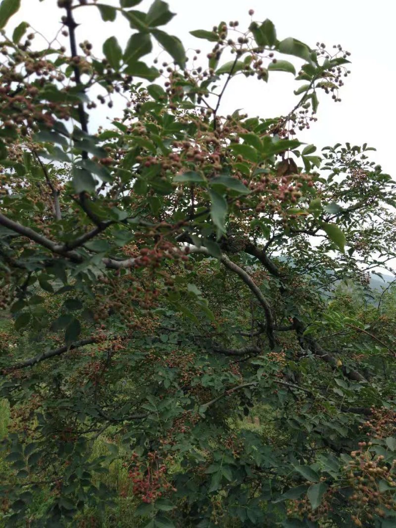 花椒
