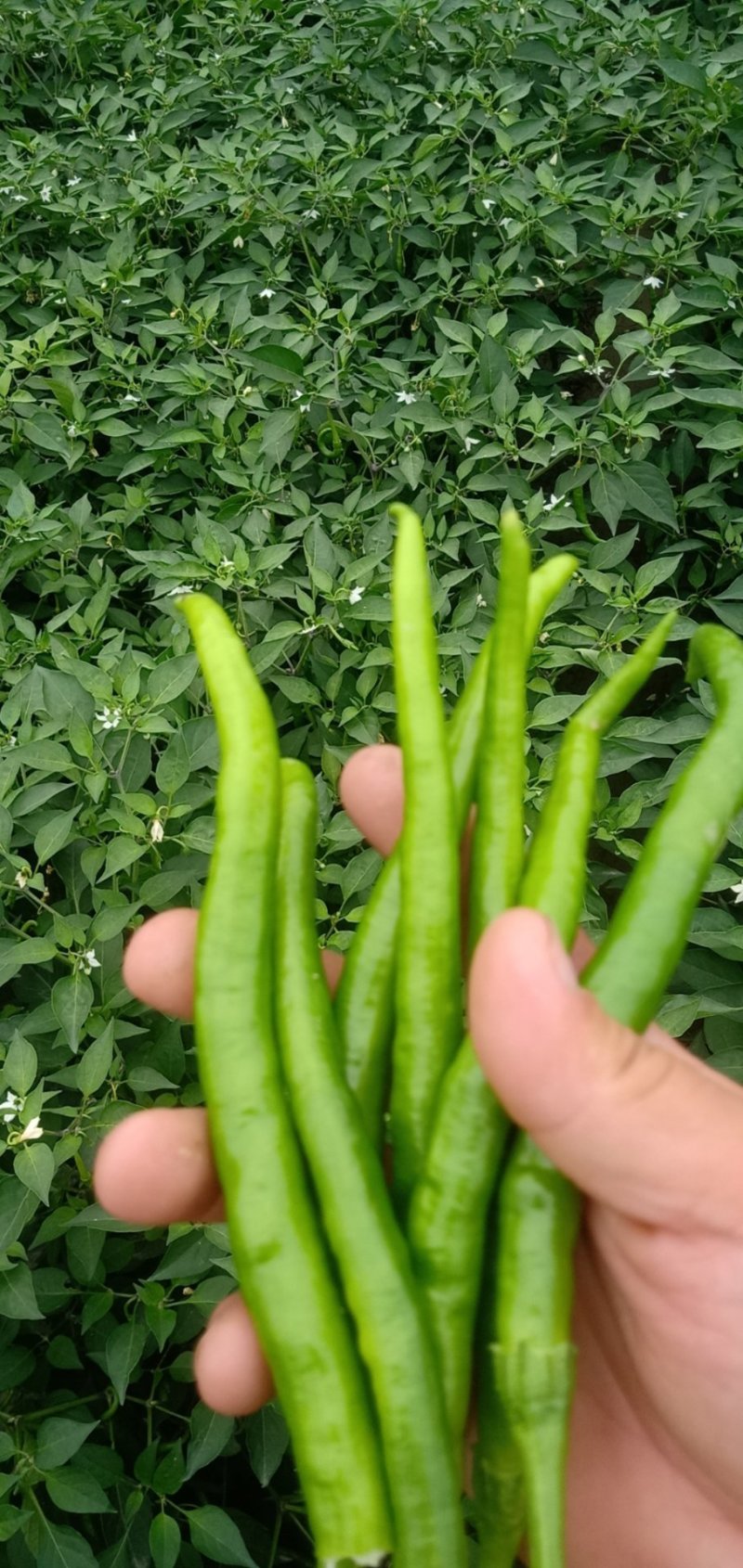 线椒精品线椒山西基地供用全国发货
