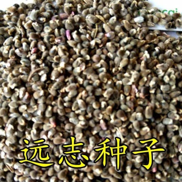 远志种子正品细叶远志籽纯新种子包发芽率