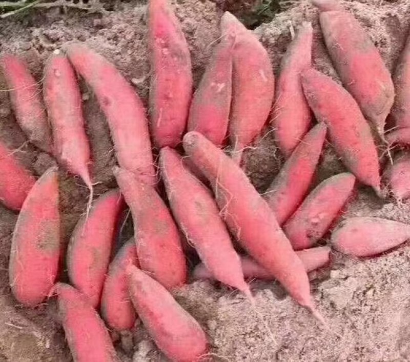 福建漳浦六鳌红薯，西瓜红现挖现发，一手货源货源充足