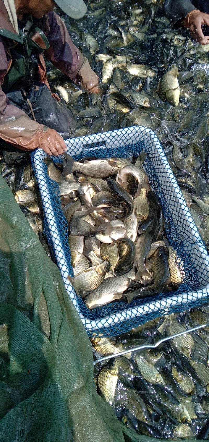 黄金鲫