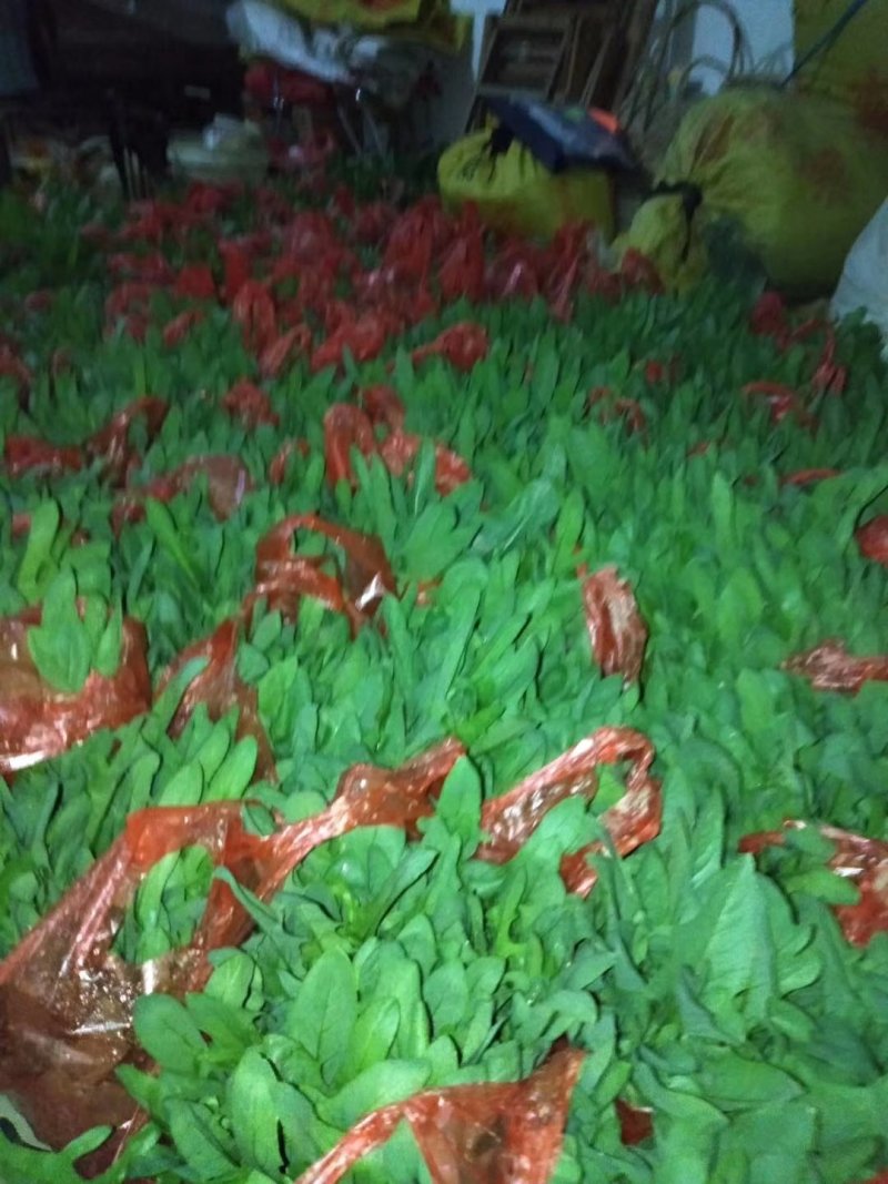 博白甜麦菜苗，产量高，口感清脆甜，市场易销！欢迎各位订购