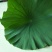 《白洋淀野生鲜荷叶》