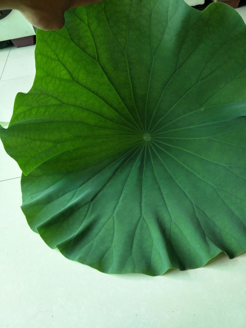 《白洋淀野生鲜荷叶》
