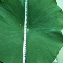 《白洋淀野生鲜荷叶》