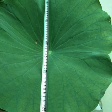 《白洋淀野生鲜荷叶》