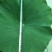 《白洋淀野生鲜荷叶》
