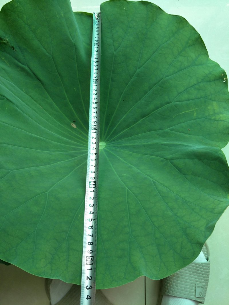 《白洋淀野生鲜荷叶》