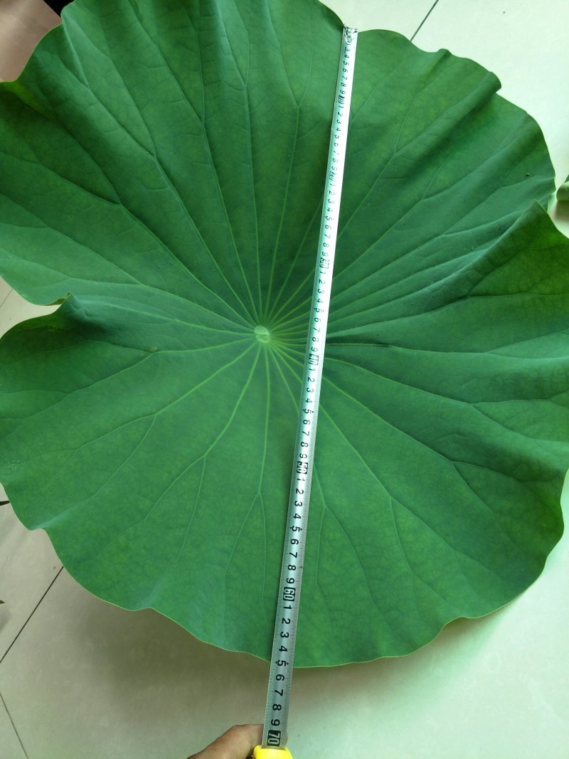 《白洋淀野生鲜荷叶》