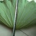 《白洋淀野生鲜荷叶》