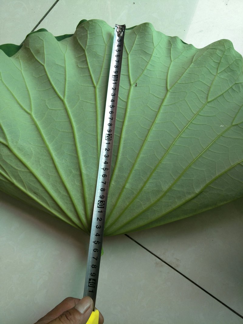 《白洋淀野生鲜荷叶》