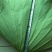 《白洋淀野生鲜荷叶》