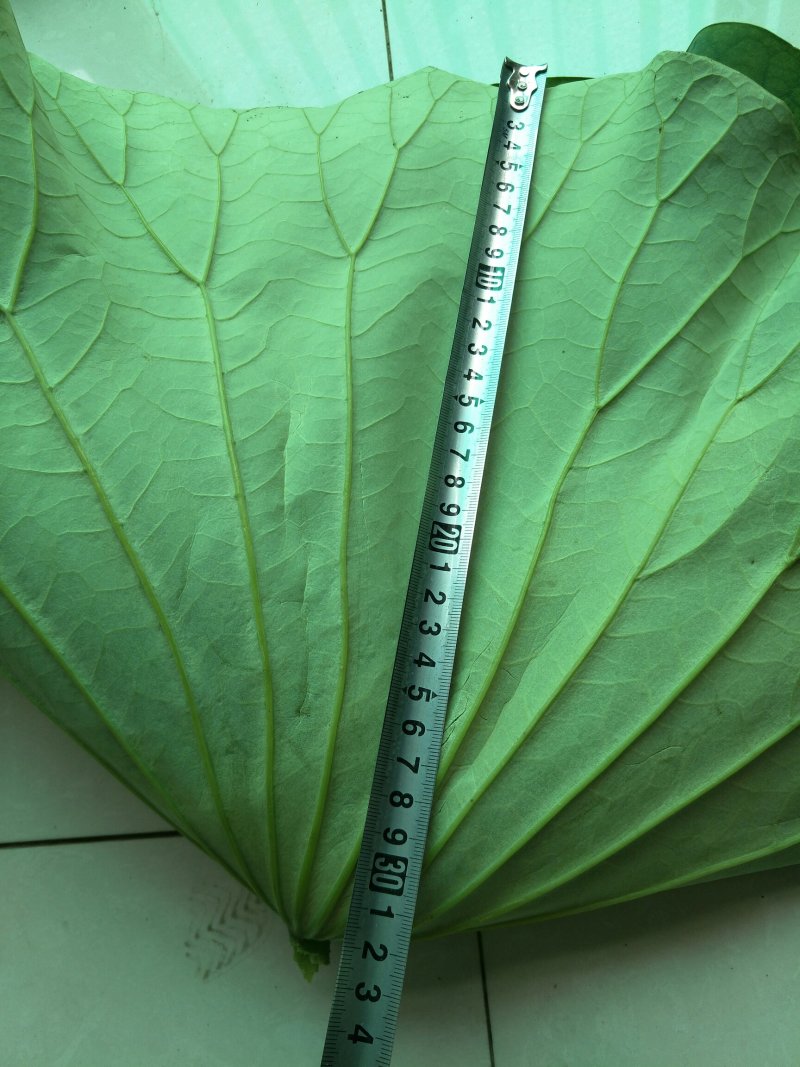 《白洋淀野生鲜荷叶》